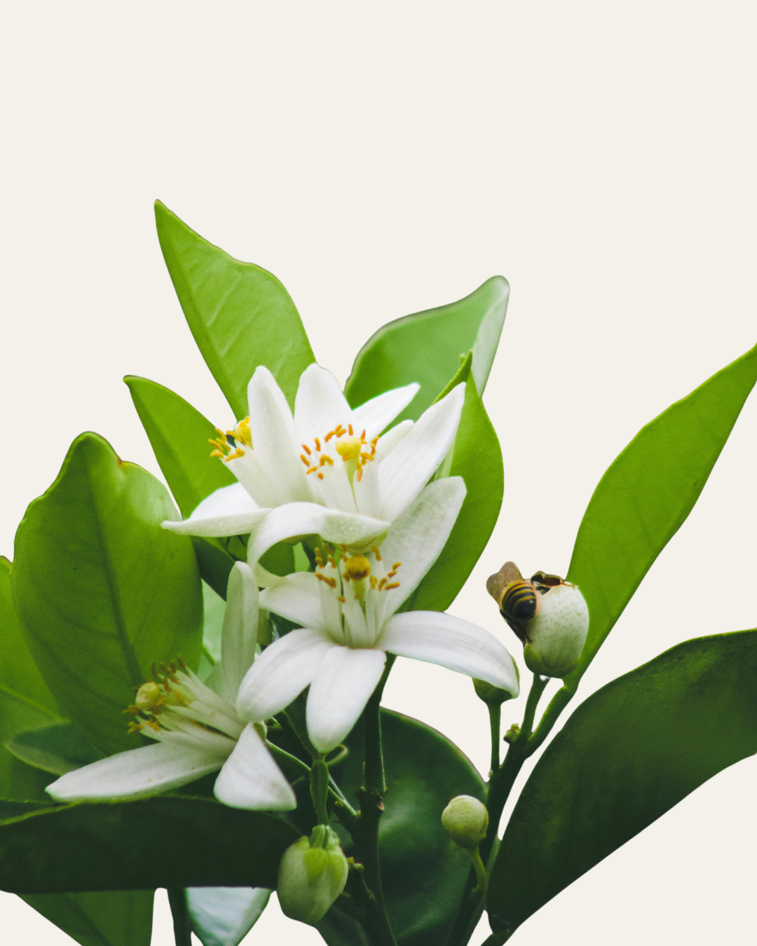 AIRA — Nourishing Body Lotion
