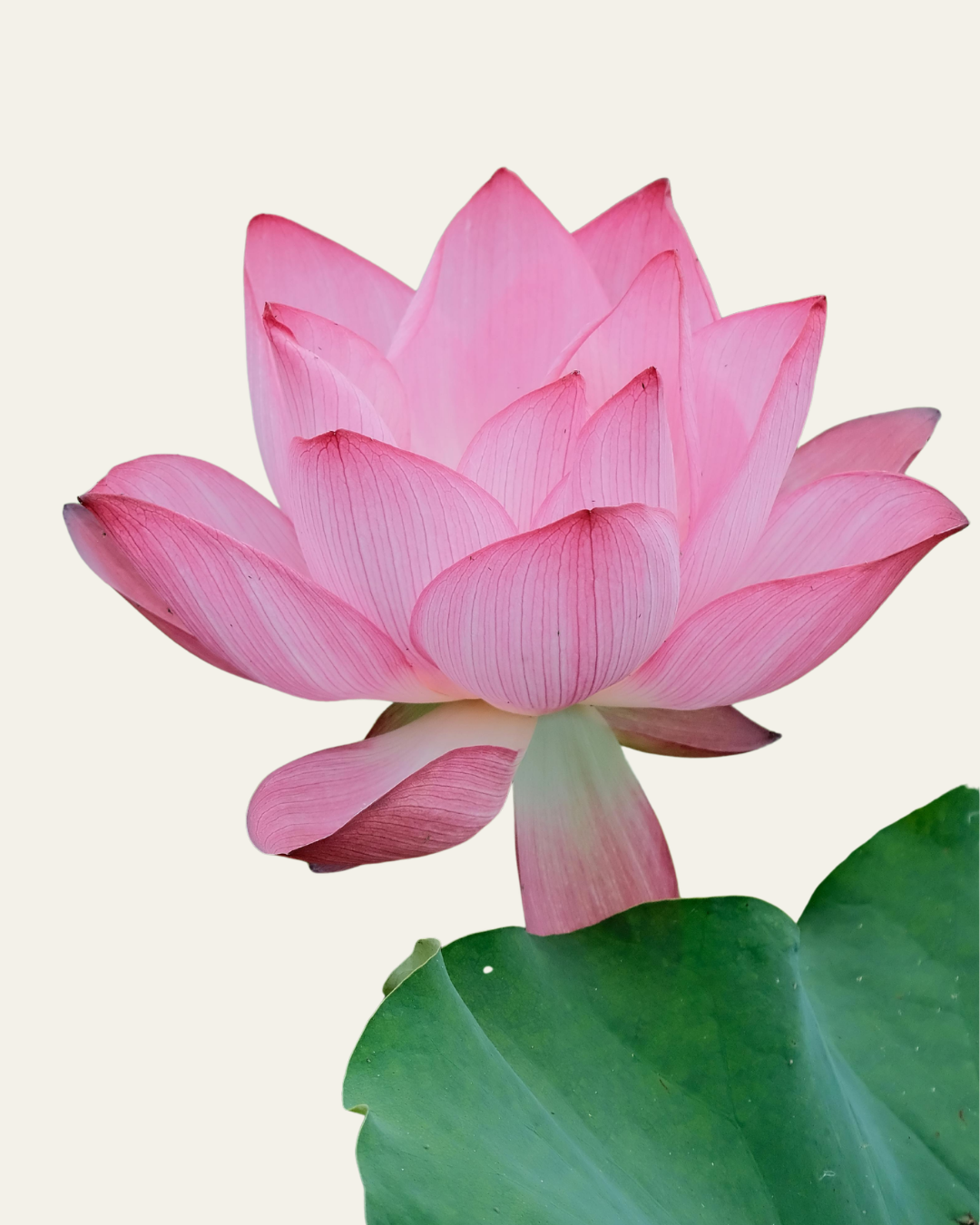 MIZU — Purifying Hand-Body Wash