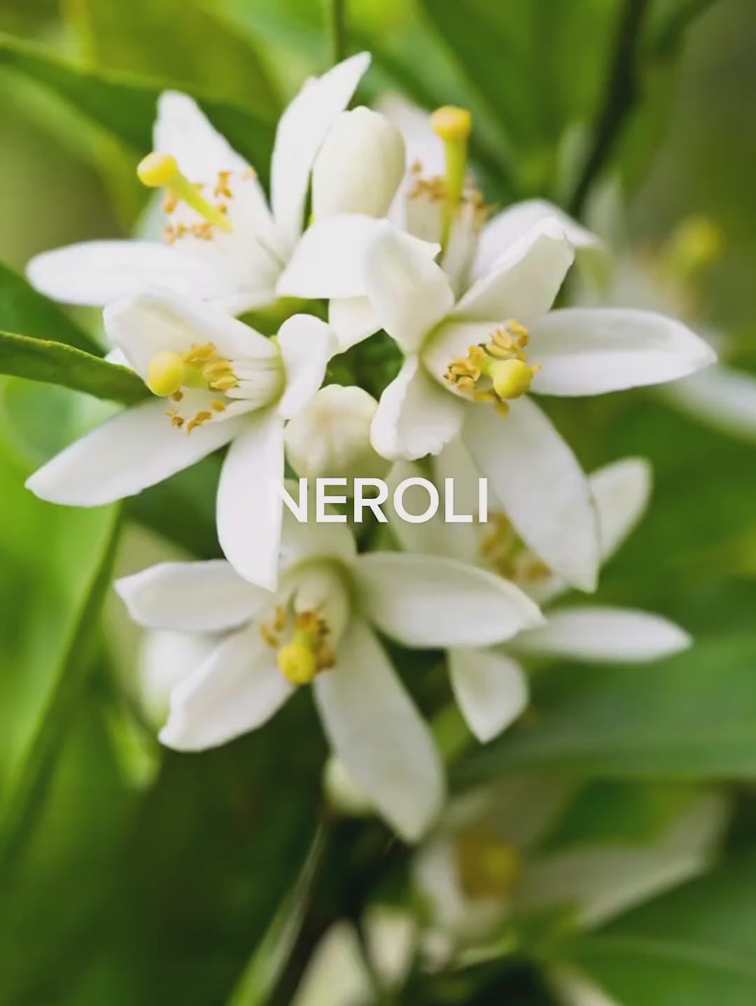 Haru＊Flower／ HARU – Natural Perfume with Neroli, Cinnamon, Patchouli – WA:IT